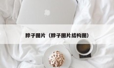 脖子图片（脖子图片结构图）